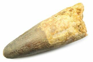 Fossil Spinosaurus Tooth - Feeding Worn Tooth #357694