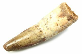 Fossil Spinosaurus Tooth - Real Dinosaur Tooth #357725