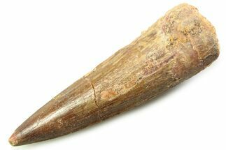 Fossil Spinosaurus Tooth - Real Dinosaur Tooth #357757