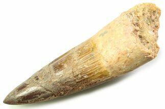 Fossil Spinosaurus Tooth - Real Dinosaur Tooth #357762
