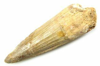 Fossil Spinosaurus Tooth - Real Dinosaur Tooth #357766