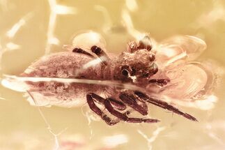Detailed Fossil Jumping Spider (Salticidae) In Baltic Amber #357896
