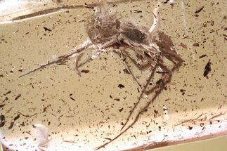 Detailed Fossil Spider (Araneae) In Baltic Amber #357902