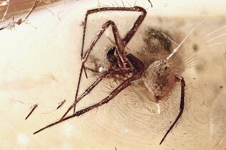 Premium Specimens For Sale