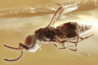 Detailed Fossil Parasitoid Wasp & Spider In Baltic Amber #357905