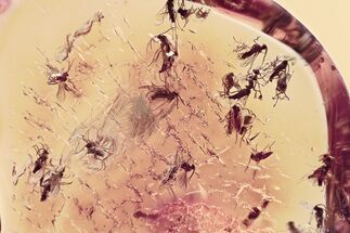 Fossil Fungus Gnat Swarm (Sciaridae) In Baltic Amber - ~ Gnats! #357912
