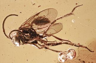 Fossil Parasitoid (Nightshade) Wasp (Evaniidae) In Baltic Amber #357914