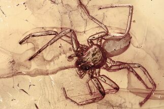 Detailed Fossil Spider (Araneae) In Baltic Amber #357916