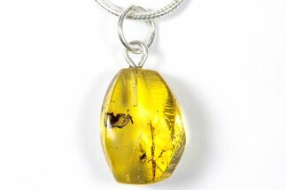Polished Baltic Amber Pendant (Necklace) - Contains Moth Fly! #357940