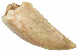 Serrated Raptor Tooth - Real Dinosaur Tooth #357937