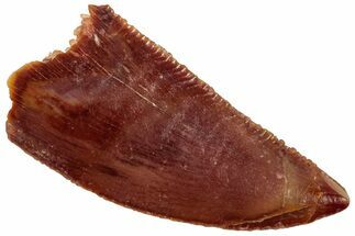 Serrated Raptor Tooth - Real Dinosaur Tooth #357966