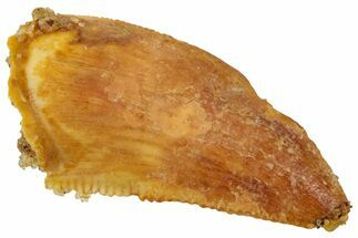 Serrated Raptor Tooth - Real Dinosaur Tooth #358019