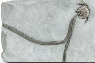 Fossil Crinoid (Gilbertsocrinus) w/ Stem - Crawfordsville, Indiana #358053