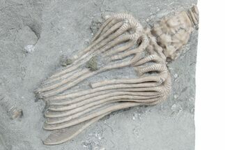 Fossil Crinoid (Actinocrinites) - Crawfordsville, Indiana #358054