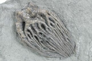 Fossil Crinoid (Cyathocrinites) - Crawfordsville, Indiana #358055