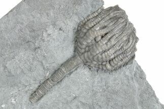 Uncommon Fossil Crinoid (Forbesiocrinus) - Crawfordsville, Indiana #358056