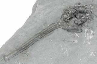 Fossil Crinoid (Abrotocrinus?) - Crawfordsville, Indiana #358060
