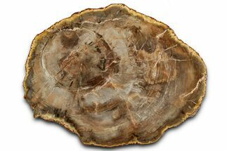 Beautiful Petrified Wood (Araucaria) Slab - Madagascar #358030