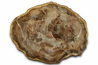 Beautiful Petrified Wood (Araucaria) Slab - Madagascar #358031