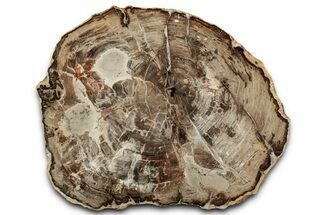 Polished Petrified Wood (Araucaria) Round - Madagascar #358037