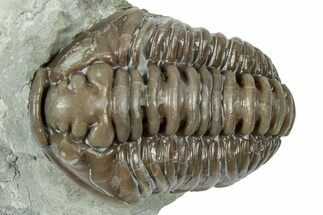 Huge, Flexicalymene Trilobite - Mt Orab, Ohio #358064