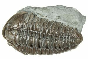 High Quality Flexicalymene From Ohio (#2294) For Sale - FossilEra.com