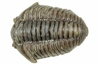 Flexicalymene Trilobite - Mt Orab, Ohio #358070