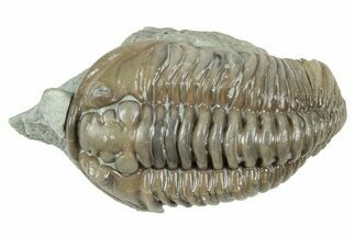 Flexicalymene Trilobite - Mt Orab, Ohio #358072