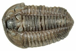 Prone Flexicalymene Trilobite - Mt Orab, Ohio #358077