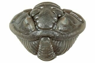 Wide Enrolled Flexicalymene Trilobite - Mt Orab, Ohio #358079