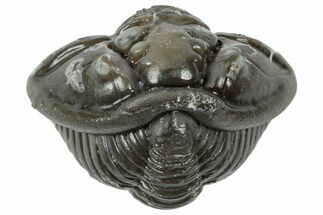 Wide Enrolled Flexicalymene Trilobite - Mt Orab, Ohio #358085