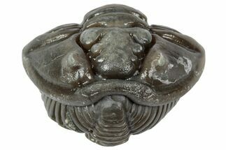 Wide Enrolled Flexicalymene Trilobite - Mt Orab, Ohio #358091