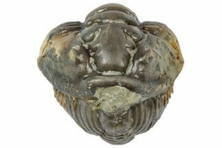 Wide Enrolled Flexicalymene Trilobite - Mt Orab, Ohio #358095