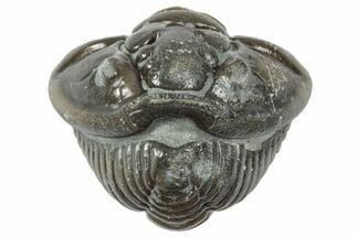 Wide Enrolled Flexicalymene Trilobite - Mt Orab, Ohio #358100