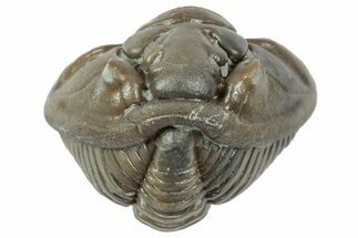 Wide Enrolled Flexicalymene Trilobite - Mt Orab, Ohio #358102