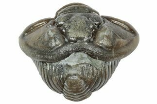 Wide Enrolled Flexicalymene Trilobite - Mt Orab, Ohio #358105