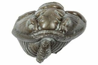 Wide Enrolled Flexicalymene Trilobite - Mt Orab, Ohio #358108