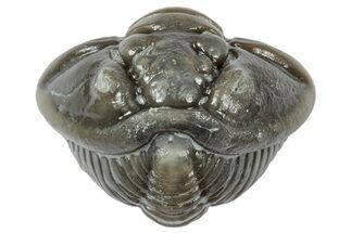 Wide Enrolled Flexicalymene Trilobite - Mt Orab, Ohio #358114