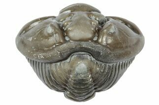 Wide Enrolled Flexicalymene Trilobite - Mt Orab, Ohio #358120