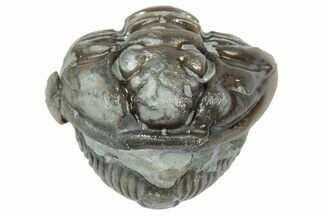 Wide Enrolled Flexicalymene Trilobite - Mt Orab, Ohio #358122