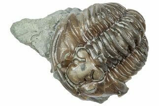 Long Partially Enrolled Flexicalymene Trilobite - Mt Orab, Ohio #358128