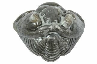 Wide Enrolled Flexicalymene Trilobite - Mt Orab, Ohio #358134