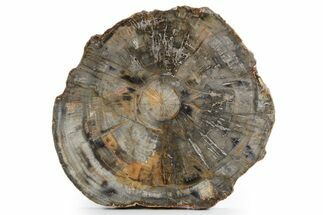 Polished Petrified Wood (Araucaria) Round - Madagascar #358049