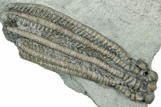 Fossil Crinoid (Decadocrinus) - Crawfordsville, Indiana #358138