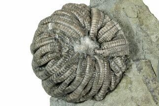 Uncommon Fossil Crinoid (Forbesiocrinus) - Crawfordsville, Indiana #358139