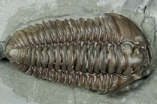Prone Flexicalymene Trilobite - Mt Orab, Ohio #358141