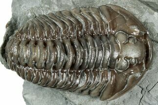 Flexicalymene Trilobite - Mt Orab, Ohio #358142