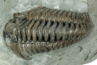 Flexicalymene Trilobite - Mt Orab, Ohio #358148
