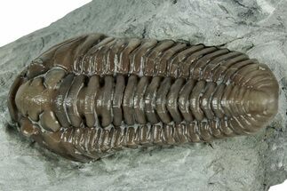 Prone Flexicalymene Trilobite - Mt Orab, Ohio #358149