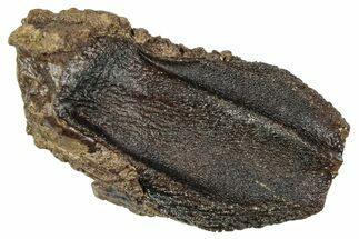 Fossil Triceratops Tooth with Partial Root - Wyoming #358151